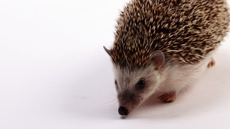 hedgehog walks towards camera - isolated on white background - extreme close up on face