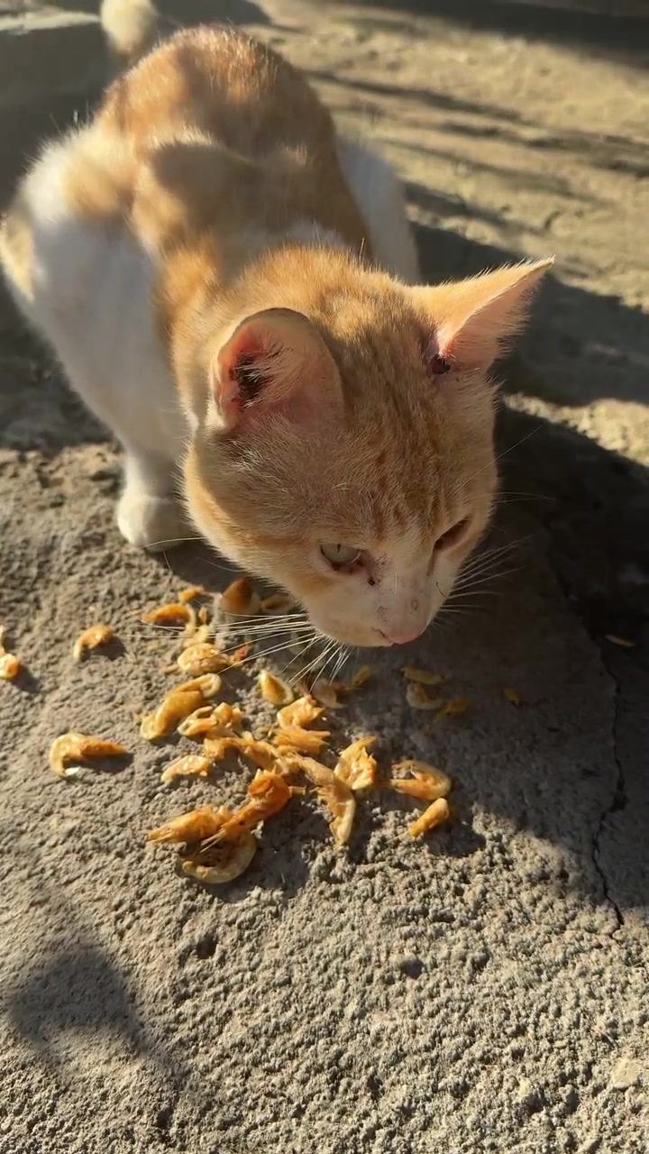 Rot-weiße Katze frisst getrocknete Garnelen im Freien.
