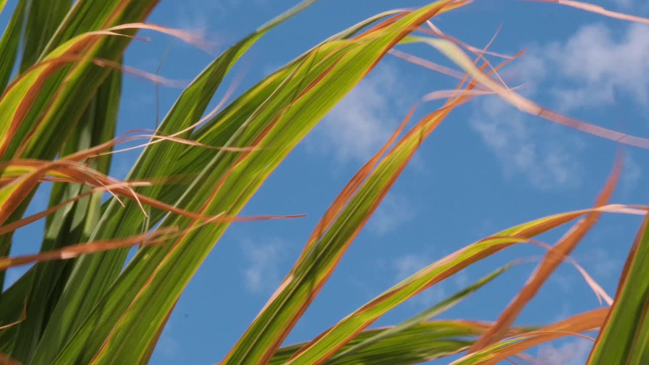 A close-up slow-motion shot of tropical sugarcane leaves gently swaying in the breeze, creating a lush, organic texture perfect for nature visuals, wellness content, and atmospheric backgrounds