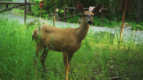 a beautiful deer grazing on meadow grass in mountain forest of glacier national park, montana