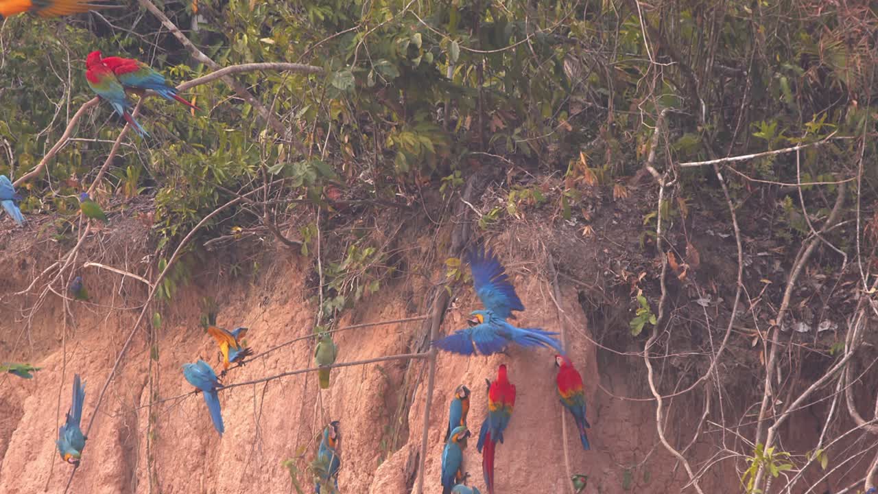 Blue-and-yellow macaws fly and perch on branches against a clay lick