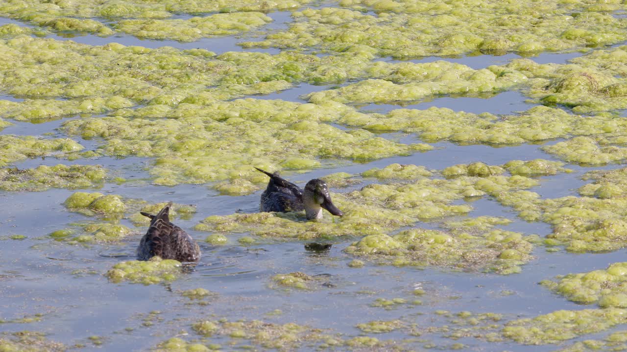 Two hen Mallard ducks dabble for food in pond full of green algae