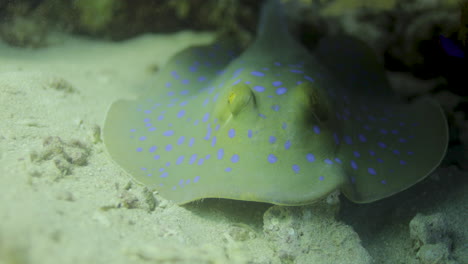 bluespotted stingray in the red sea beside the coral reef