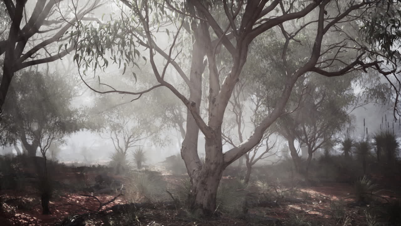 Tåget skov i Australien