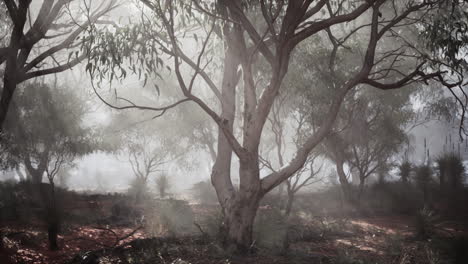 foggy forest in australia