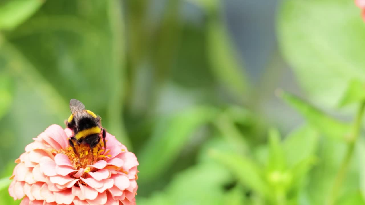 A bumblebee gathers nectar from a vibrant pink zinnia, surrounded by lush green foliage.