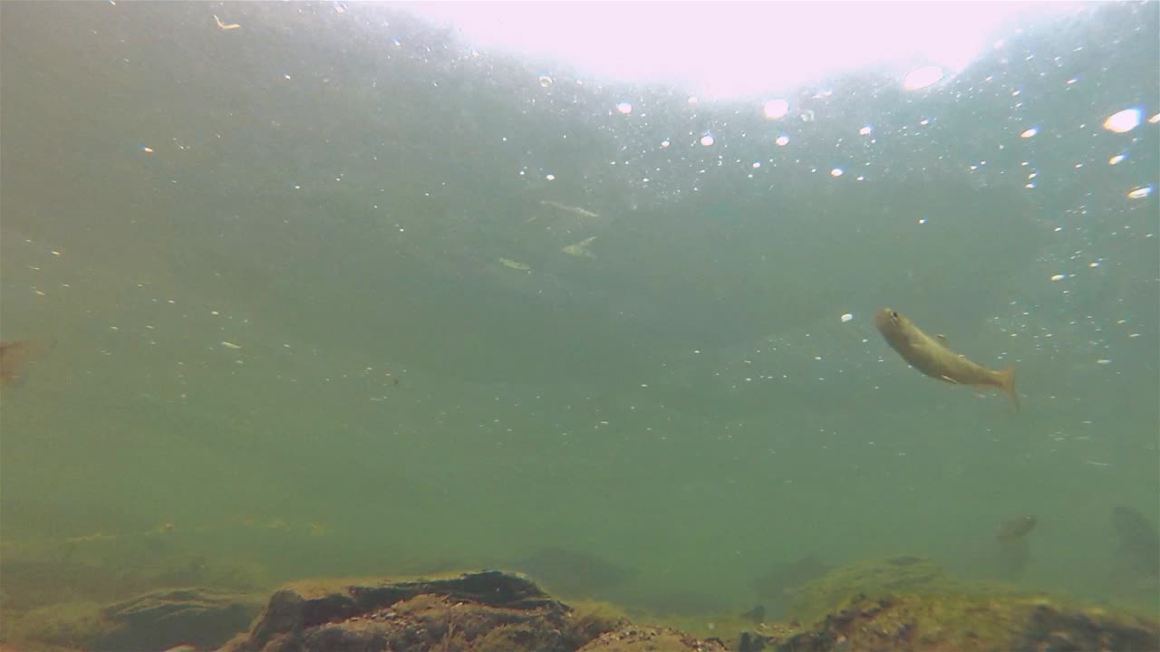 Underwater school of salmon and fry swimming at Lake Eva on Baranof Island in Alaska