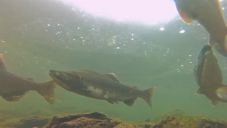 escuela submarina de salmón y alevines nadando en el lago eva en la isla baranof en alaska