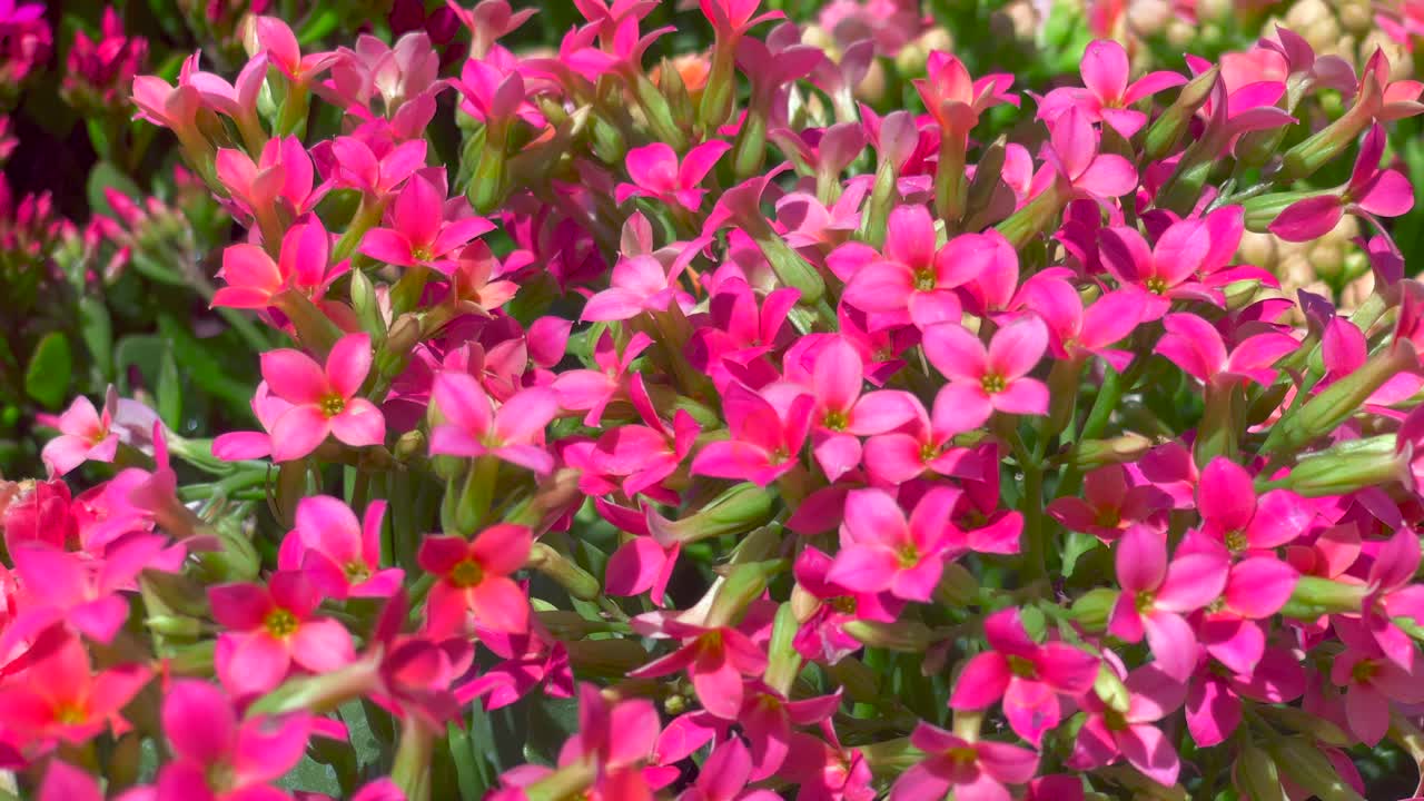 flores de color rosa brillante con cuatro pétalos que crecen en un hermoso arbusto en un jardín botánico