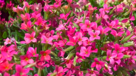 bright pink flowers with four petals growing on a beautiful bush in a botanical garden