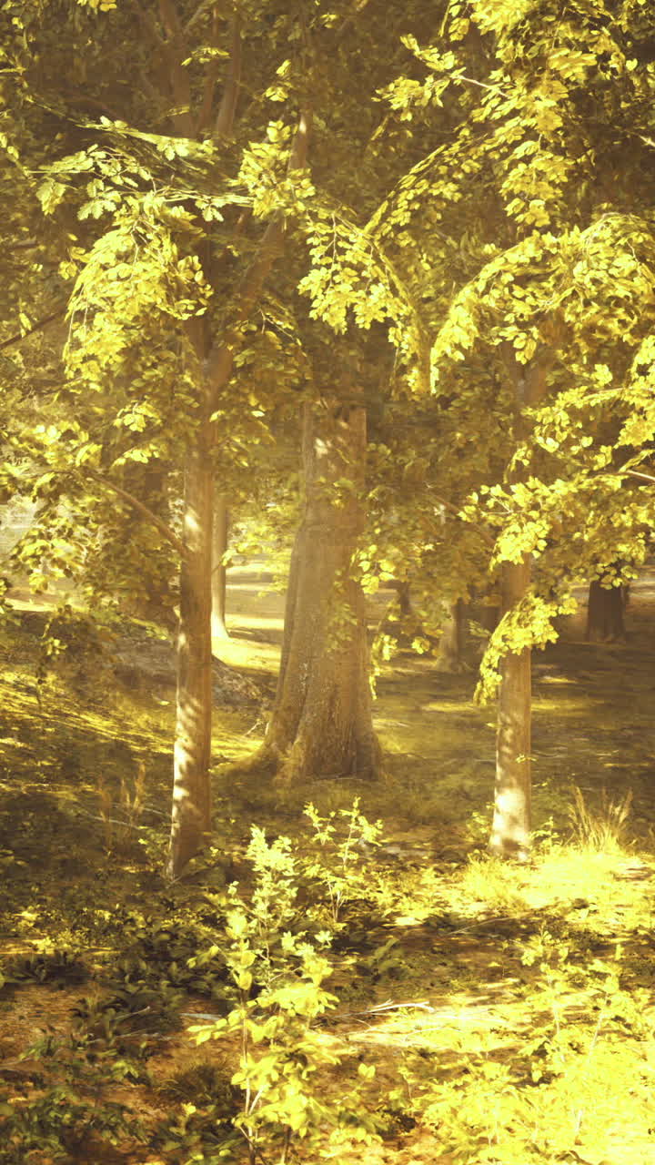Lush green forest basking in warm sunlight during late afternoon hours