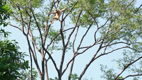 Lar-Gibbon,-Hylobates-lar,-Female