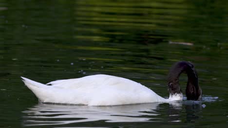 Un-Cisne-De-Cuello-Negro-Adulto-Que-Busca-Comida-Con-La-Cabeza-Bajo-El-Agua-Mientras-Nada-En-Un-Lago