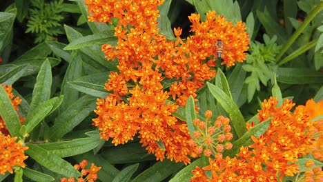 butterfly milkweed with bees pollinating in slow motion