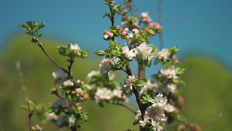 apple tree blossom in full bloom