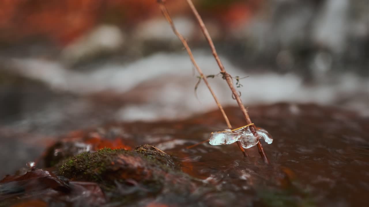 hierba muerta flotando en el agua del arroyo que fluye
