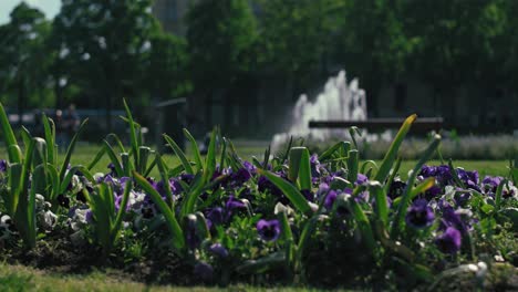 close up of vibrant flowers in king tomislav square, zagreb, with a fountain blurred in the background
