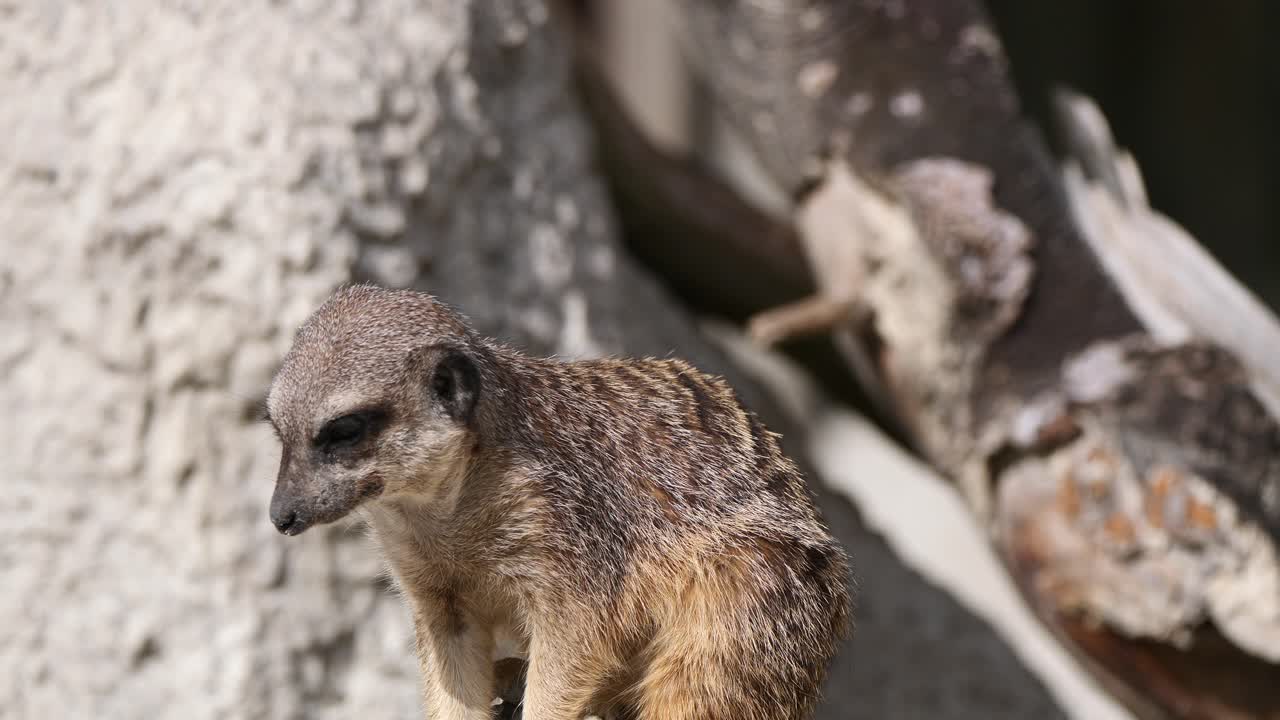 햇빛 아래 산과 관찰 지역 사이에서 쉬고 있는 달콤한 미어캣의 클로즈업 샷