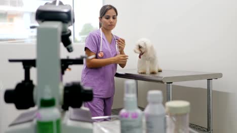 doctor visiting dog in studio with vet and sick pet