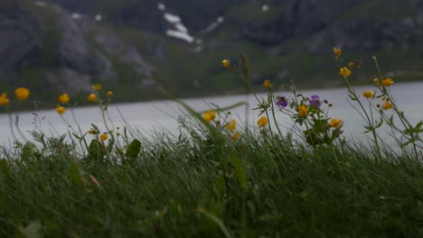 flowers swaying in the wind on an island in norway with snowy mountains in the background