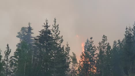 Heftiger-Wind-Treibt-Waldbrandflammen-Hoch-In-Den-Himmel-Und-Entzündet-Andere-Bäume