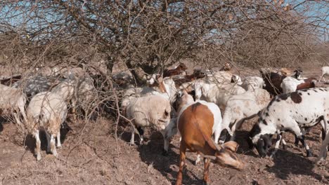 Eine-Gemischte-Herde-Von-Schafen-Und-Ziegen-Schützt-Sich-Vor-Der-Hitze-Unter-Einem-Busch-In-Einer-Trockenen-Landschaft