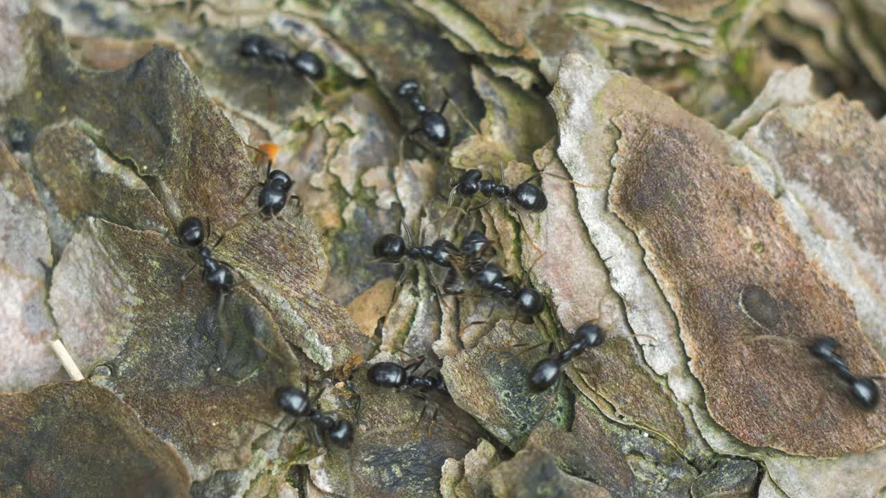 Silky ants move on the nest, anthill with silky ants in spring, work and life of ants in an anthill, sunny day, closeup macro shot, shallow depth of field