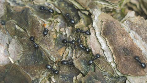 hormigas sedosas se mueven en el nido, hormiguero con hormigas sedosas en primavera, trabajo y vida de las hormigas en un hormiguero, día soleado, macro de primer plano, poca profundidad de campo