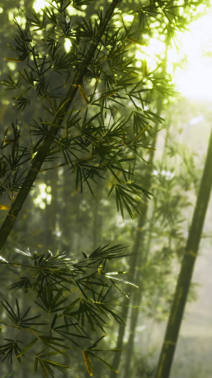 Foglie di bambù verdi e lussureggianti che luccicano alla luce del sole mattutino.