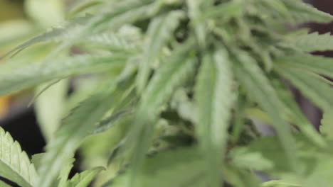 close vertical panning of green flowered marijuana plant and leafs with visible pistills and buds