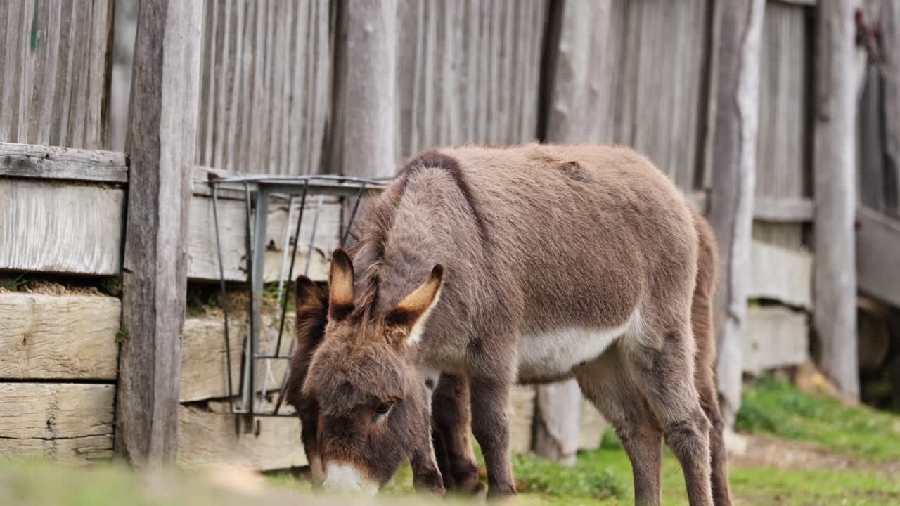 나무 울타리 에 풀을 먹는 당나귀