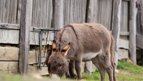 un burro comiendo hierba al lado de una valla de madera