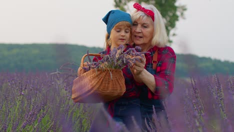 Abuela-Mayor-Con-Nieta-Niño-Familia-Agricultores-Cultivando-Plantas-De-Lavanda-En-El-Campo-Del-Jardín-De-Hierbas