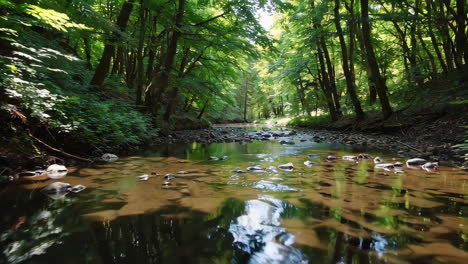 serene forest stream
