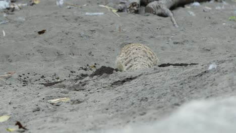 meerkat digging in sand looking for food in natural habitat