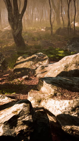 foggy forest path with rocks