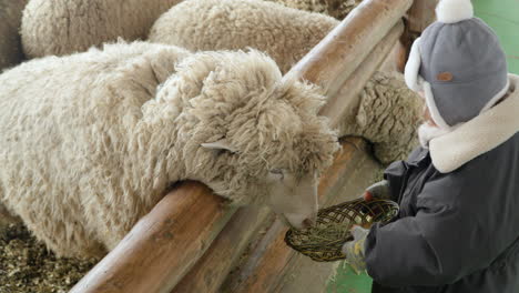 lovely girl gives dry hey or grass to hungry sheep in daegwallyeong sheep farm - portrait view