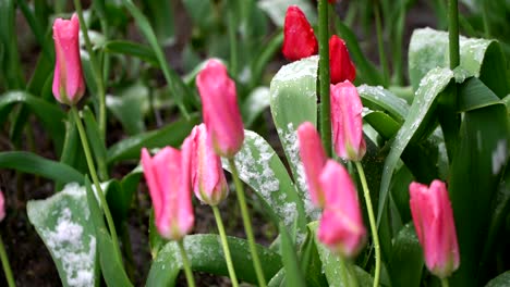 contrast concept. flowers and snow. winter and summer. heat and cold closeup. loop