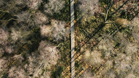Boardwalk Amidst Forest With Tall Bare Trees On Sunny Day At Fagne du Rouge Poncé In Tenneville, Belgium