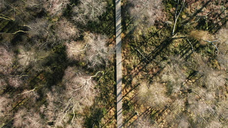 paseo marítimo en medio del bosque con árboles altos y desnudos en un día soleado en fagne du rouge poncé en tenneville, bélgica