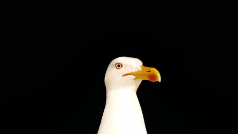 closeup of the head of a seagull on a dark background