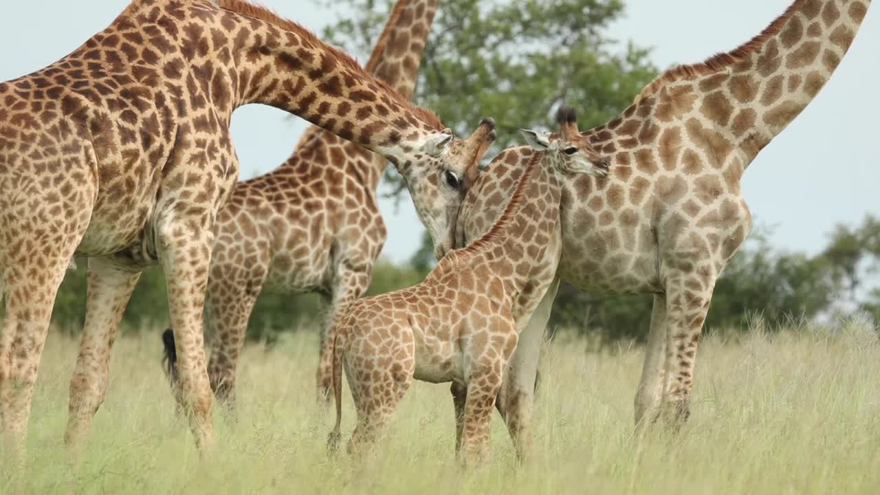 plano medio de una jirafa macho oliendo el trasero de una hembra, gran kruger