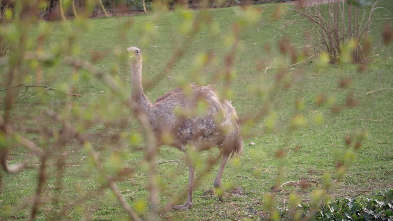 Splendido filmato di un nandù maggiore (ema) in un habitat dello zoo. Con le sue caratteristiche piume grigie e il lungo collo mentre cammina su un prato verde in una savana sudamericana simulata.