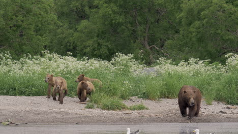 Una-Familia-De-Osos-Pardos-Camina-Por-La-Orilla-Del-Lago-En-Busca-De-Comida