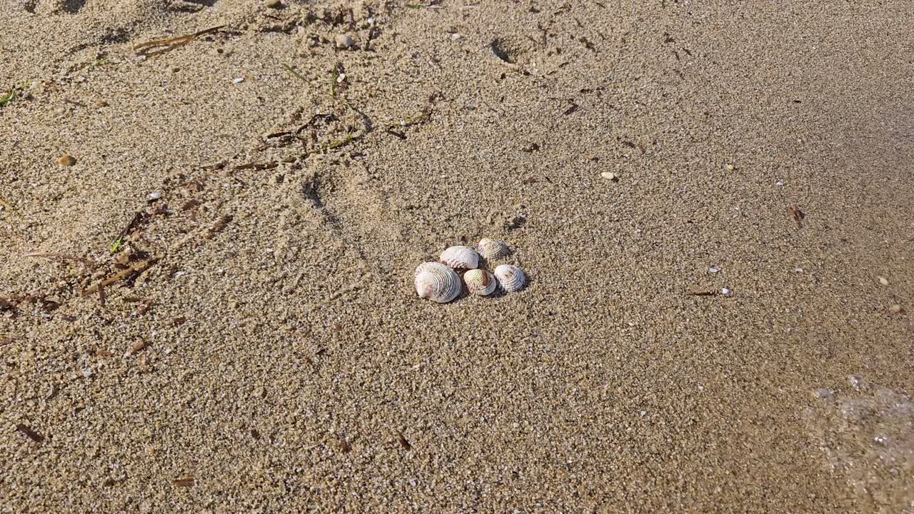 A cluster of seashells lies on the sandy beach, surrounded by fine grains and scattered bits of natural debris. Gentle patterns and footprints in the sand add texture to the calm coastal scene