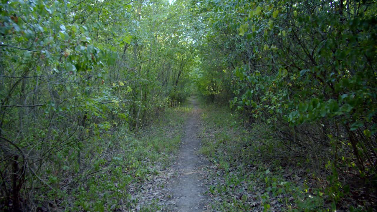 녹색 식물 이 자라는 비어 있는  ⁇ 은 길