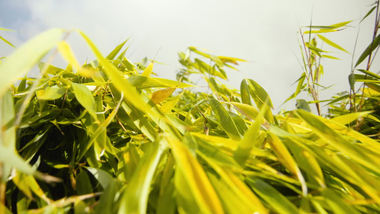 hojas de bambú verde en el viento en un día soleado