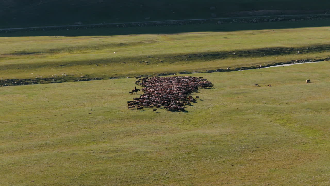 Local Herder Bringing Sheep Back To The Village From Mountain Pastures In Kyrgyzstan. Aerial Shot