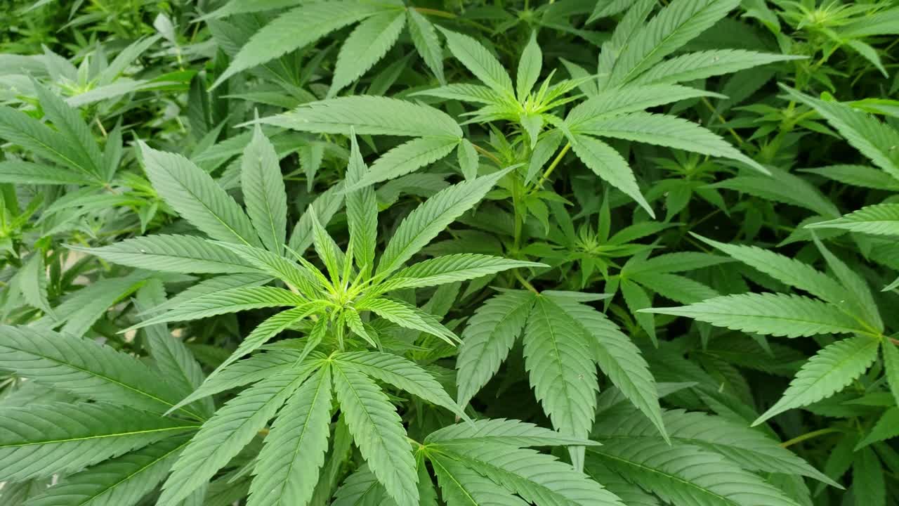 vista de cerca de una planta de cáñamo con una pequeña flor creciendo en el centro que se convertirá en un capullo