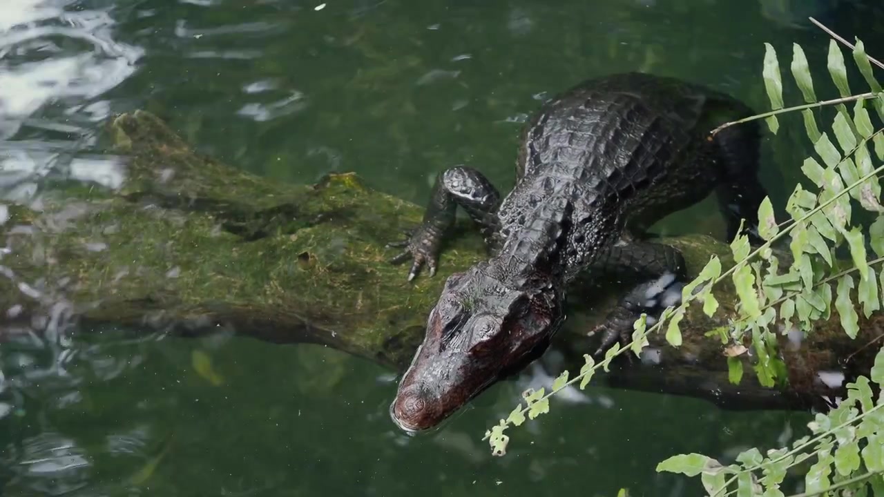 Caimano che riposa su un tronco muschioso nell'acqua